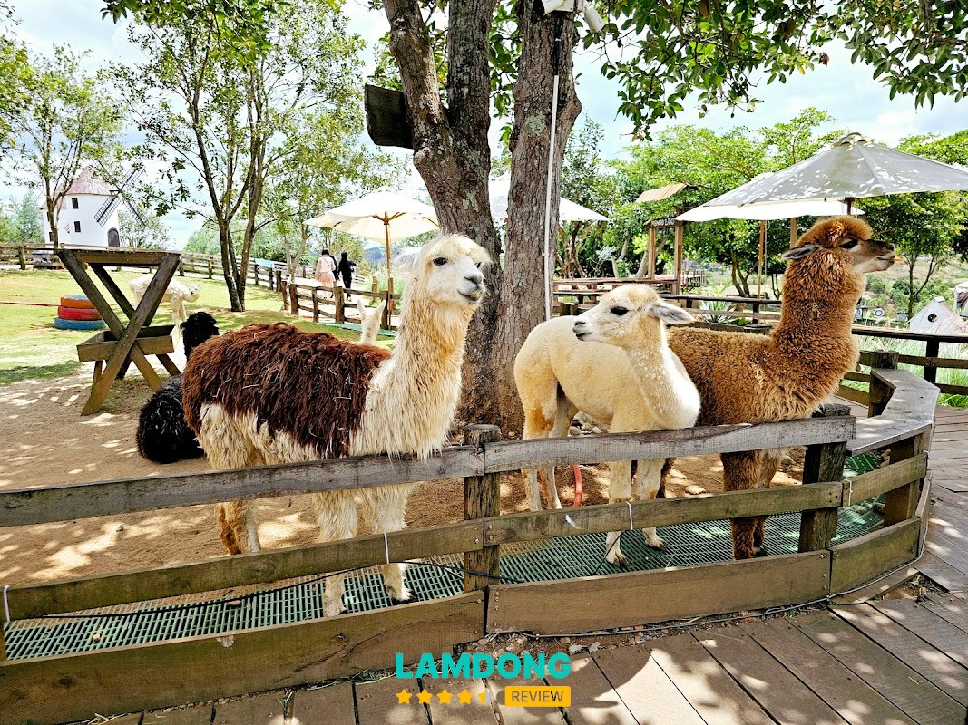 Mongo Land - Đà Lạt – thảo nguyên check-in