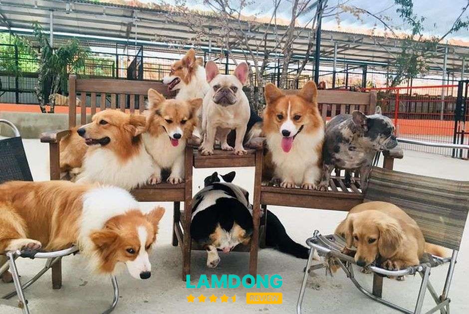 Nông Trại Cún Puppy Farm – khu thú cưng