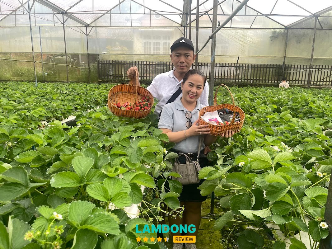 Vườn dâu Khả Hân – dâu tại vườn