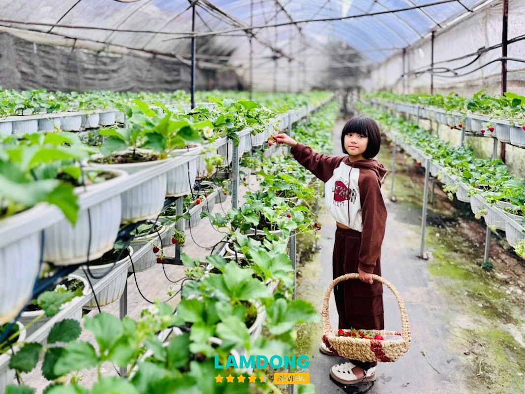 Vườn Dâu B-Farm Đà Lạt – An Tôn