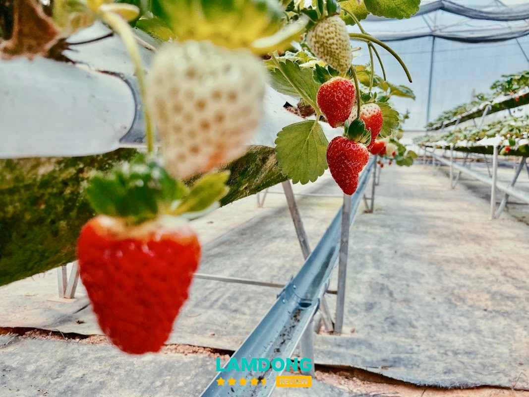 Vườn Dâu B-Farm Đà Lạt – nhà vườn