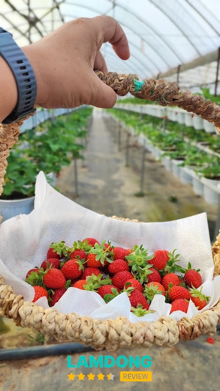 Vườn Dâu B-Farm Đà Lạt – dâu tươi