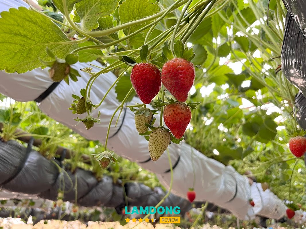 Otome Farm Đà Lạt – dâu và atiso