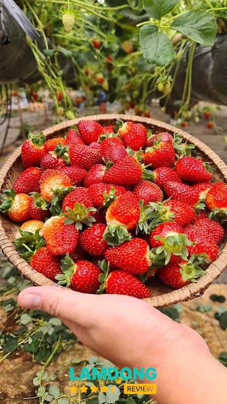 Otome Farm Đà Lạt – trải nghiệm hái dâu