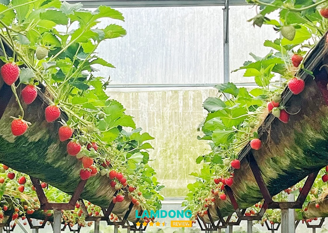 Vườn Dâu Nhật Cô Thảo – dâu Nhật