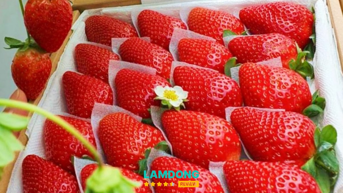 Vườn dâu tây Ốp La – Đan Kia Đà Lạt
