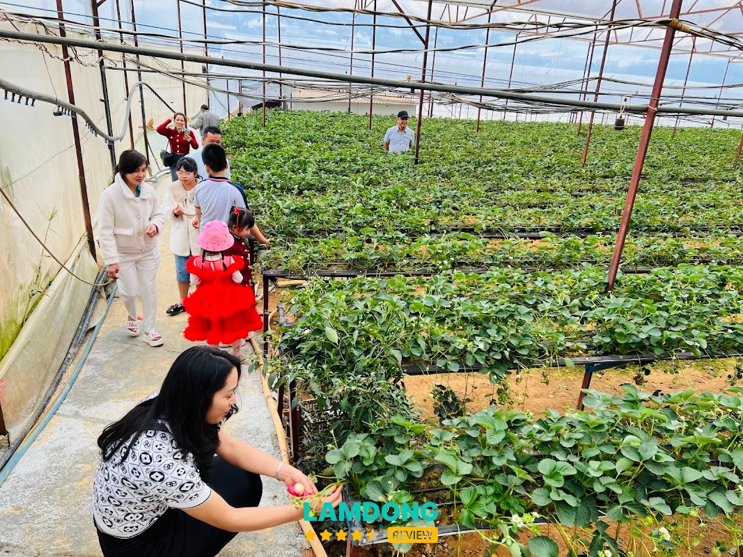 Vườn dâu Ốp La – dâu Nhật