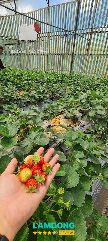 Vườn dâu Trên Mây – dâu giống Nhật
