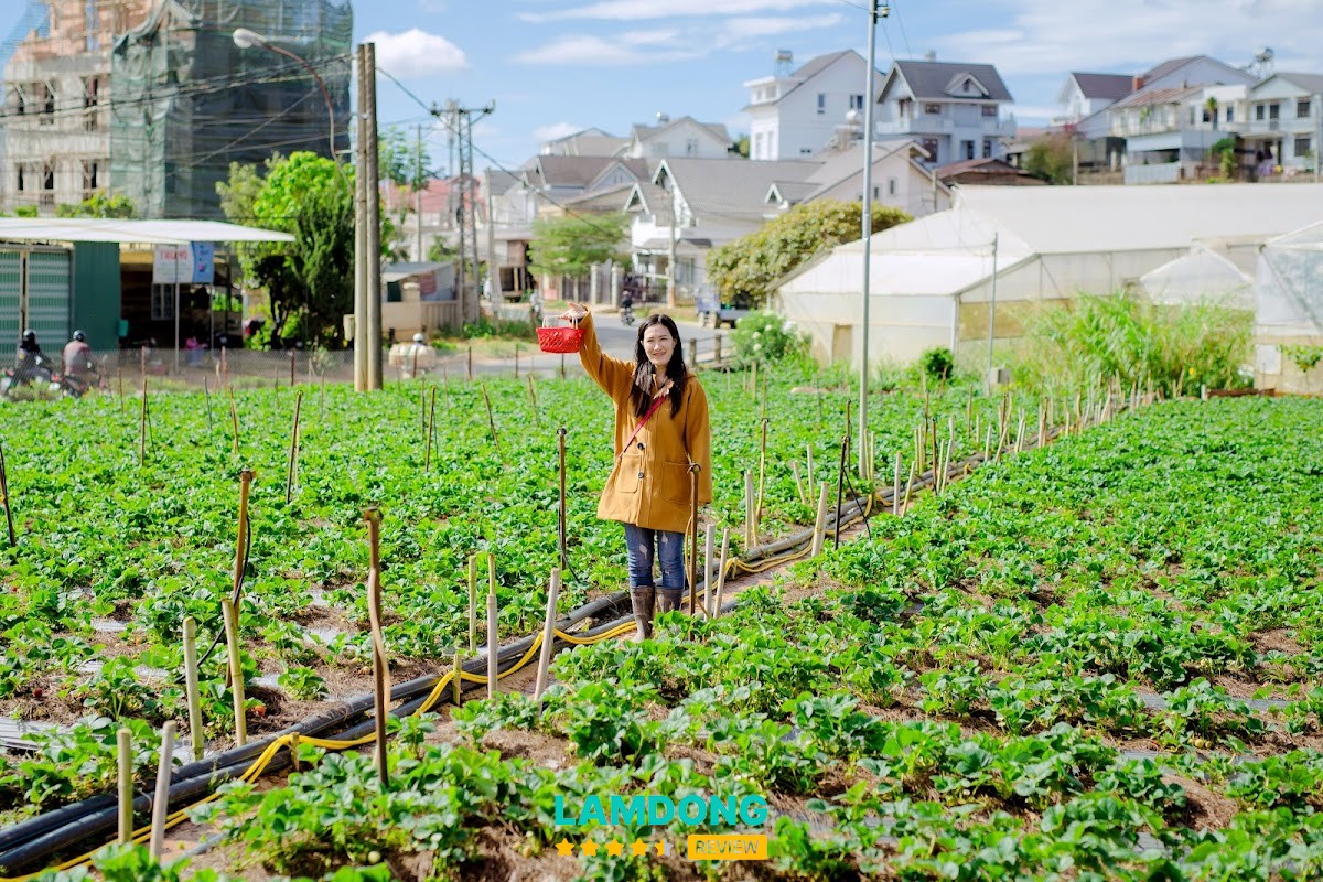 Vườn dâu 88 – dâu Mỹ