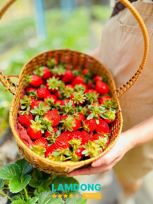 Vườn dâu Minh Râu – Vạn Thành Đà Lạt