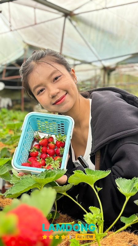 Vườn dâu Chú Hùng – nhà lồng dâu