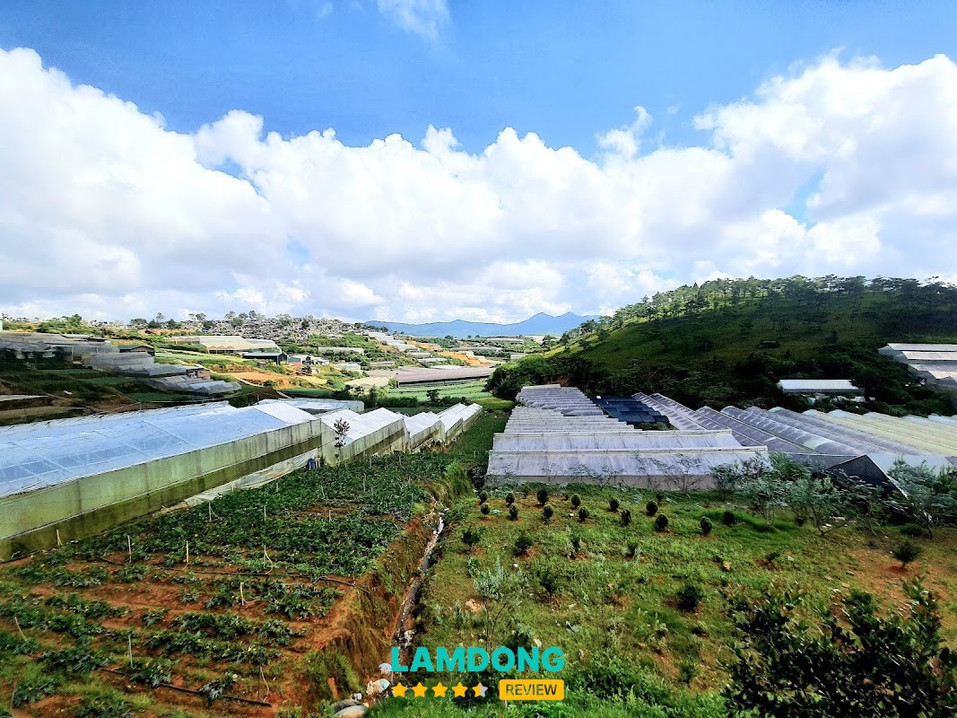 Vườn dâu Chú Hùng – dâu to đẹp
