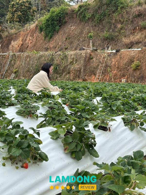 Vườn Dâu Tây Bé Bơ – dâu Nhật to