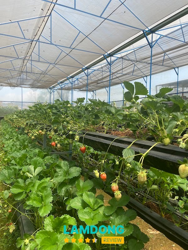 Vườn dâu Tây Mộc Trà farm – Tà Nung Đà Lạt