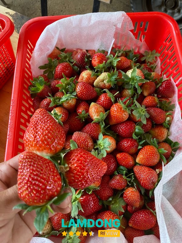Mộc Trà farm – dâu tại vườn
