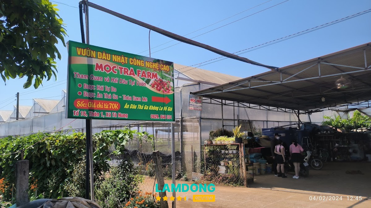 Mộc Trà farm – trải nghiệm hái dâu