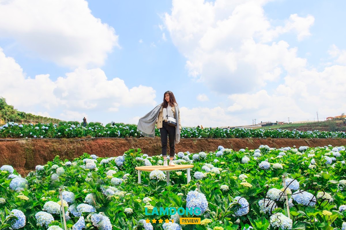 Vườn Hoa Cẩm Tú Cầu – góc chụp ảnh