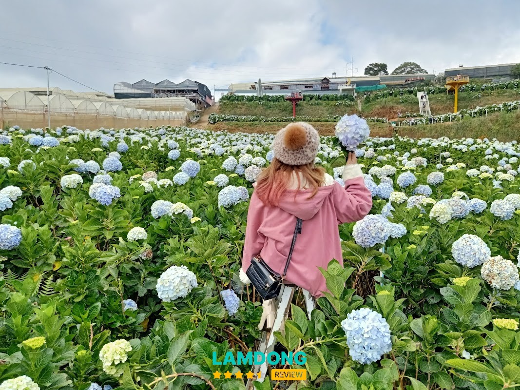 Cánh đồng hoa Cẩm Tú Cầu – hoa nở rộng